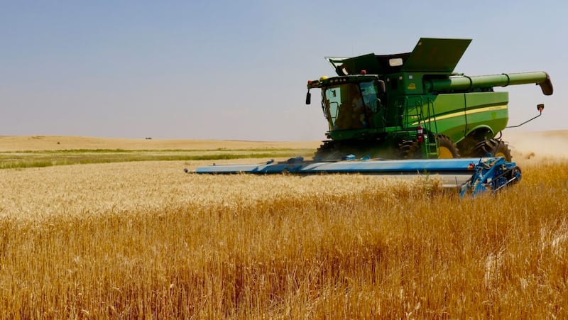 A combine harvests wheat at a Church-owned welfare farm in Geraldine, Montana, in 2018.